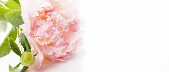 Wall Mural - romantic banner, delicate white peonies flowers close-up.