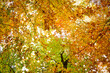 © Fotolla - Blick in die Baumwipfel mit den bunten Blättern des Herbstes