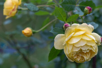 Wall Mural - graceful shoots of yellow roses with buds and a large flower against the backdrop of a green garden