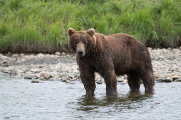 Sticker - Alaskan brown bear in a stream