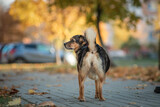 Fototapeta  - Beautiful domestic mongrel dog for a walk in the autumn park.