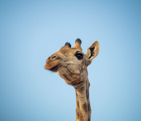 Wall Mural - Giraffe and blue sky