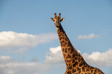 Wall Mural - Giraffe and blue sky