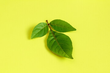 indian hindu religious holy plant bilva patra or bili patra  aegle marmelos used worship of hindu god shiva lingam and traditional medicinal use in india,yellow background with copy space
