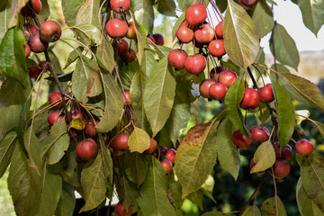 Canvas Print - Paradise apples hang on tree branch.