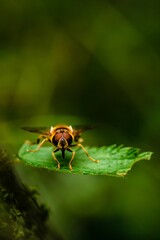 Canvas Print - Closeup of Syrphus ribesii hoverfly on green leaf on blur green background