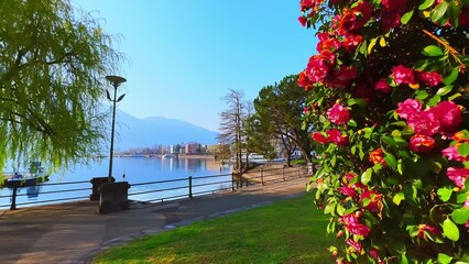 Canvas Print - The blooming camellia bush in park on Lake Maggiore, Locarno, Switzerland