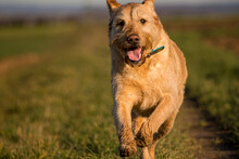 犬セントバーナードの肖像 無料画像 Public Domain Pictures