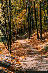 Wall Mural - Walkway with yellow leaves in the city park. Autumn mood, relaxation. Beauty in nature. Close-up