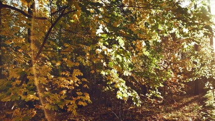 Wall Mural - Autumn forest with yellow leaves background in sunny day
