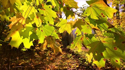 Wall Mural - Autumn forest with yellow leaves background in sunny day
