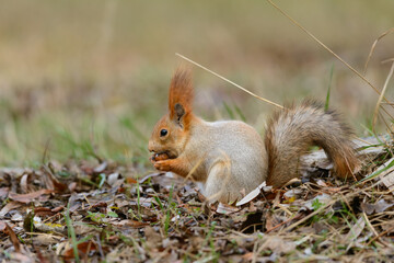 Wall Mural - Eurasian red squirrel Sciurus vulgaris closeup portrait