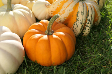 Poster - Autumn pumpkins background.