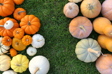 Poster - Pumpkins and squashes colorful background