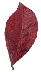 Poster - one colored leaf in autumn