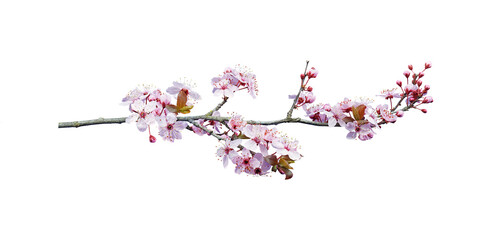 pink peach blossom in spring