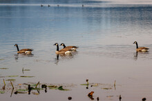 Canada Geese (Branta Canadensis) Swimming On Lake
