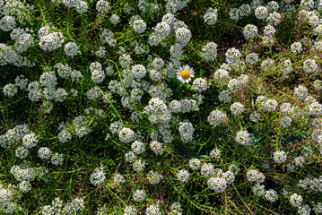 Petite snow white flowers of Lobularia maritima Alyssum maritimum, sweet alyssum or sweet alison, alyssum genus Alyssum is a species of low-growing flowering plant in the family Brassicaceae.