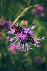 Vertical closeup of two spotted butterflies standing on a violet flower