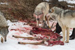Grey Wolf (Canis lupus) Pack at Remains of White-Tail Deer Winter