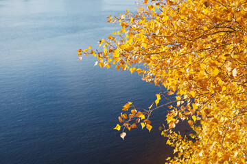 Wall Mural - Yellow autumn birch leaves against a blue river.