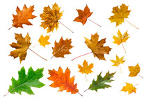 Set Of Colorful Maple Leaves Isolated On White.
