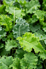 Green Curly Kale Leaves