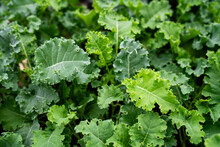 Green Kale Leaves