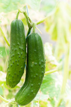Cucumbers Growing On Vine In Garden