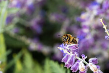 Honey Bee Pollinating Purple Flower In Garden