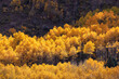 Autumn Aspen trees in sunlight near Crested Butte, Colorado
