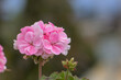 © Sergio Peña y Lillo - flores rosadas con fondo bokeh verde, pasto y hojas