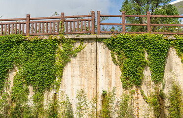 Wall Mural - green walkway with ivy and stair