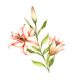 Fototapeta Storczyk - The image of a lilies. Hand draw watercolor illustration