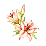 Fototapeta Storczyk - The image of a lilies. Hand draw watercolor illustration