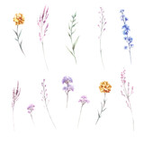 Fototapeta Storczyk - Set of wildflowers. Hand draw watercolor illustration.