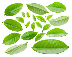 Canvas Print - tea leaf isolated on transparent png