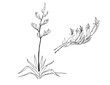 Harakeke New Zealand Native Plant Vector Line Art Illustration