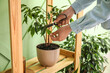 © Pixel-Shot - Woman cutting leaves of ficus tree on shelf near green wall, closeup