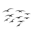 flying bird illustration
