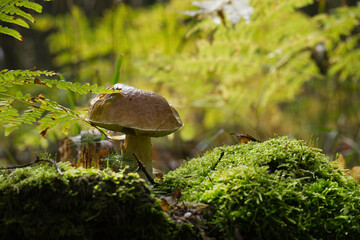 Boletus edulis, known as the Cep, Porcino or Penny-bun Bolete