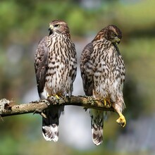 Selective Focus Of Two Hawks Perched On A Tree Branch.