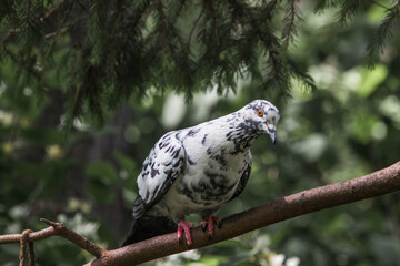 Sticker - white backed vulture