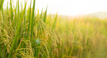 green paddy rice plant, jasmine rice fields waiting to be harvested.