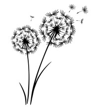 Two Dandelion Flowers Together. Flying Seeds Into The Sky. Detailed Drawing Of Dandelion In Black. Vector Silhouette For Print And Cut, Poster, Banner, Postcard Design. Macro Illustration Isolated