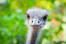 Portrait Of A Funny Ostrich. Head Of An Ostrich Close-up.
