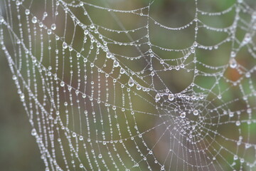 Rain drops on spider web