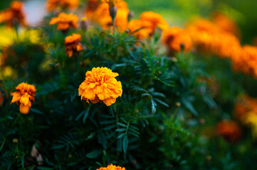 Naklejka na meble yellow marigold flowers on defocused garden background, soft focus floral background