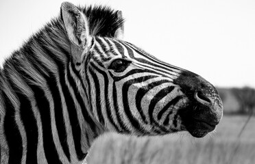 Sticker - Close-up of a zebra looking aside