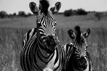 Sticker - Grayscale of a zebra with a foal looking into the camera